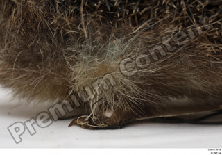 Hedgehog - Erinaceus europaeus  3 body leg whole body…
